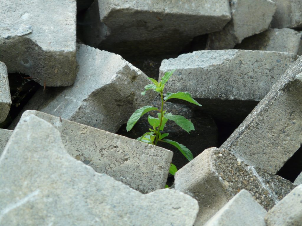A plant growing up amid broken cement