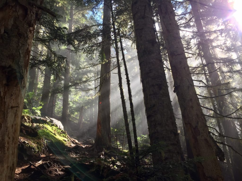 Beautiful British Columbia forest
