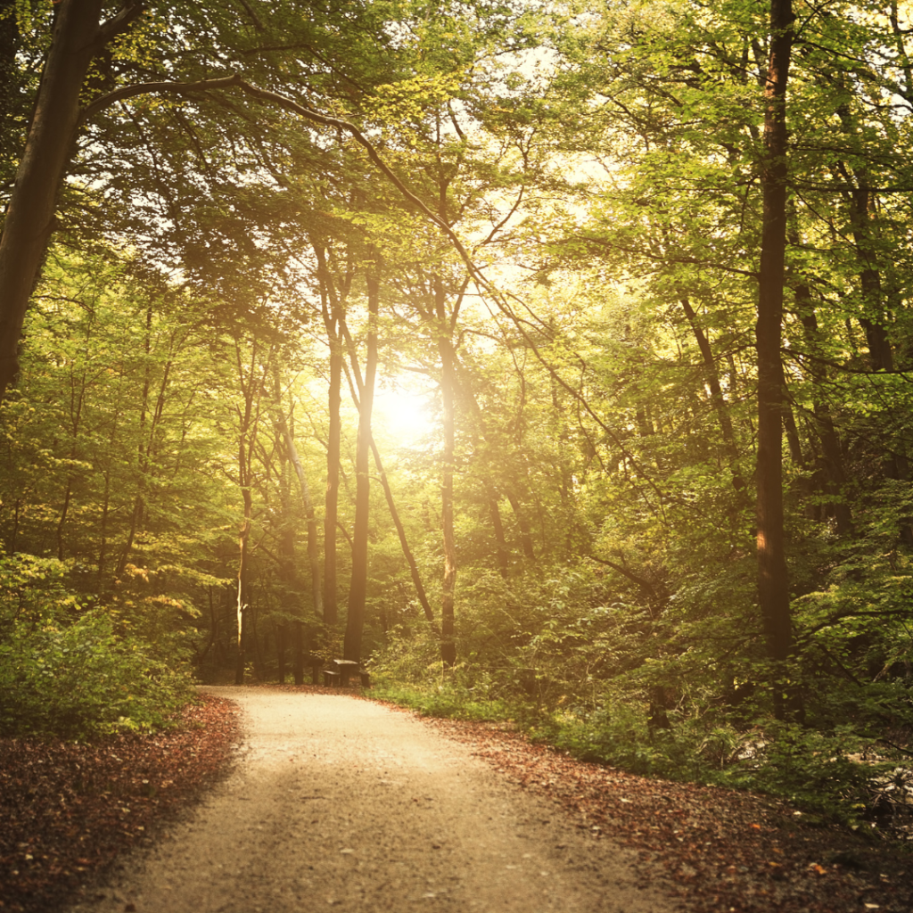 A path through the woods with low sun coming through the trees. Spiritual journey.